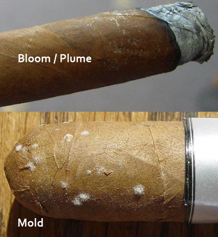 Plume and mold