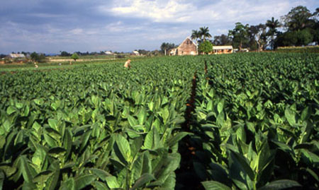 Cuba plants